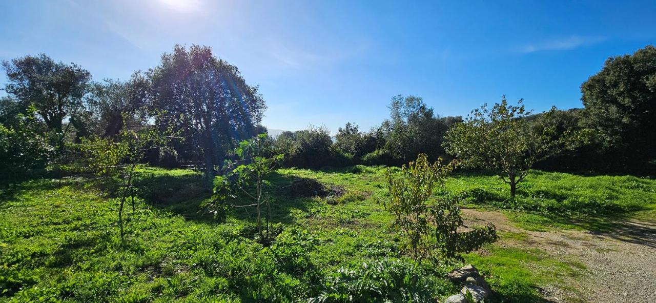 T3 Paisible Quartier Vigna Maggiore, Olmeto Olmeto  Dış mekan fotoğraf